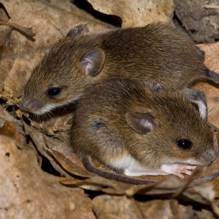 Уничтожения мышей в частном доме в Рубцовске?